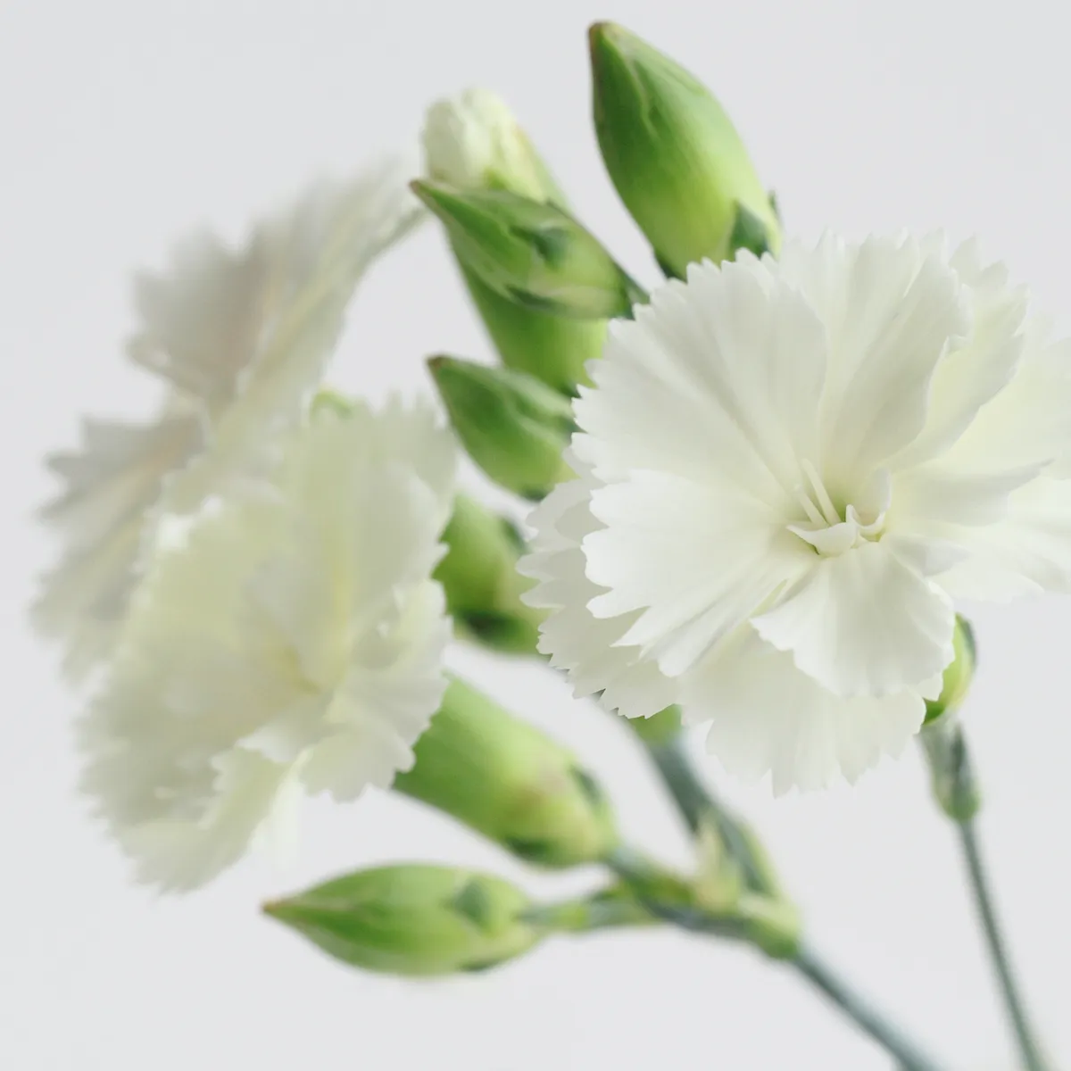 母が好きだった白いカーネーションの花