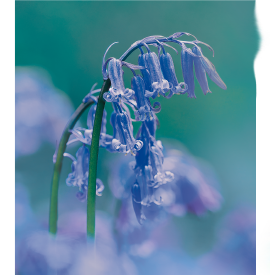 花風PLATINA ブルーベル