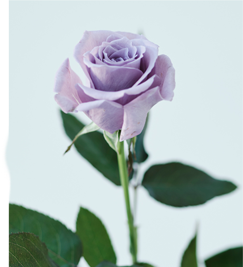 Blue Rose