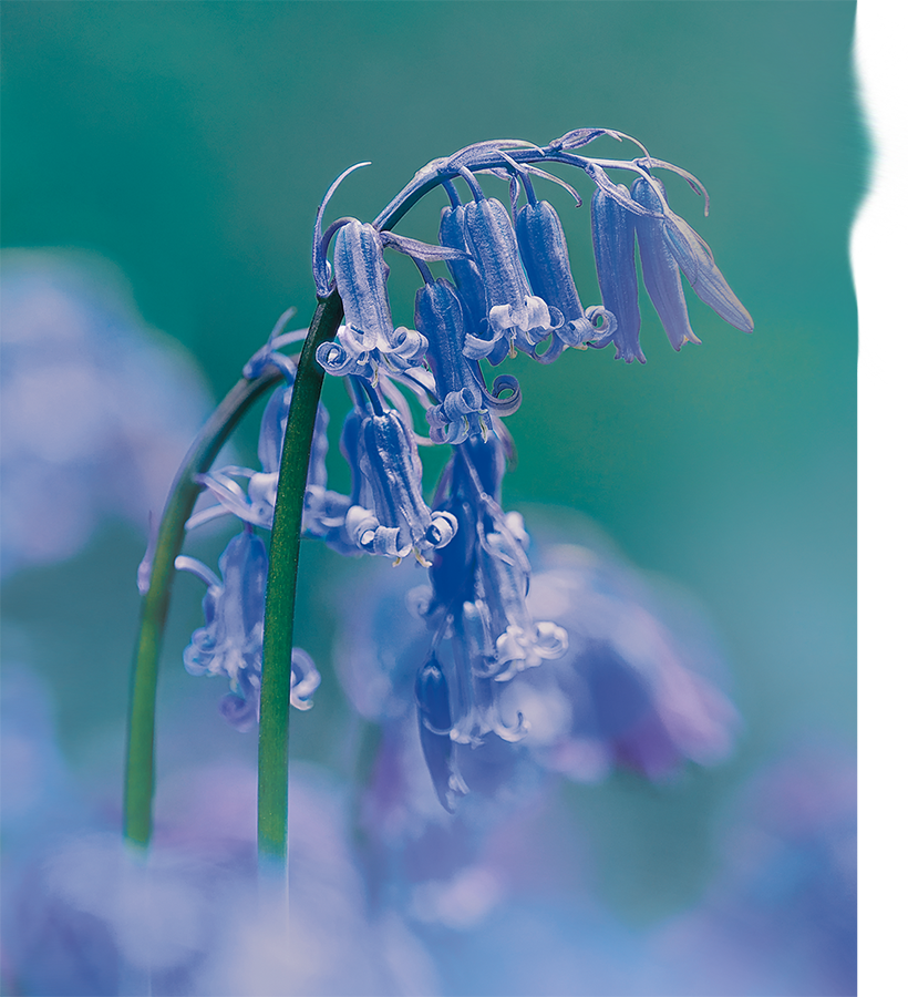 Blue Bell