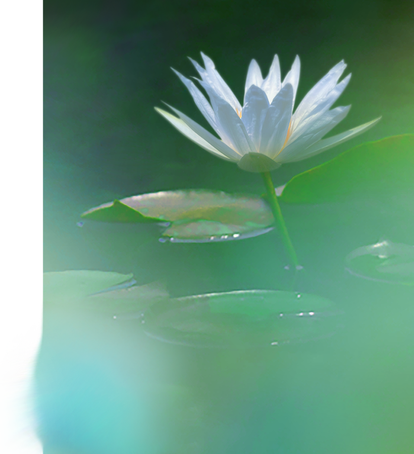 Blue Water Lily