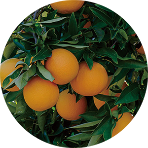 フロリダ産バレンシアオレンジオイル