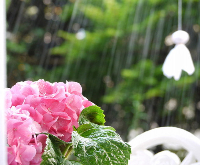 梅雨のアロマ