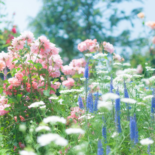 お花の香り